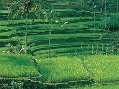 Rice Plantations, Bali, Indonesia